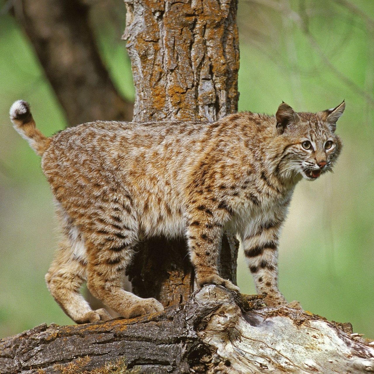 Missouri Bobcat Hunting Season 20212022 15th Nov, 2021 1200AM