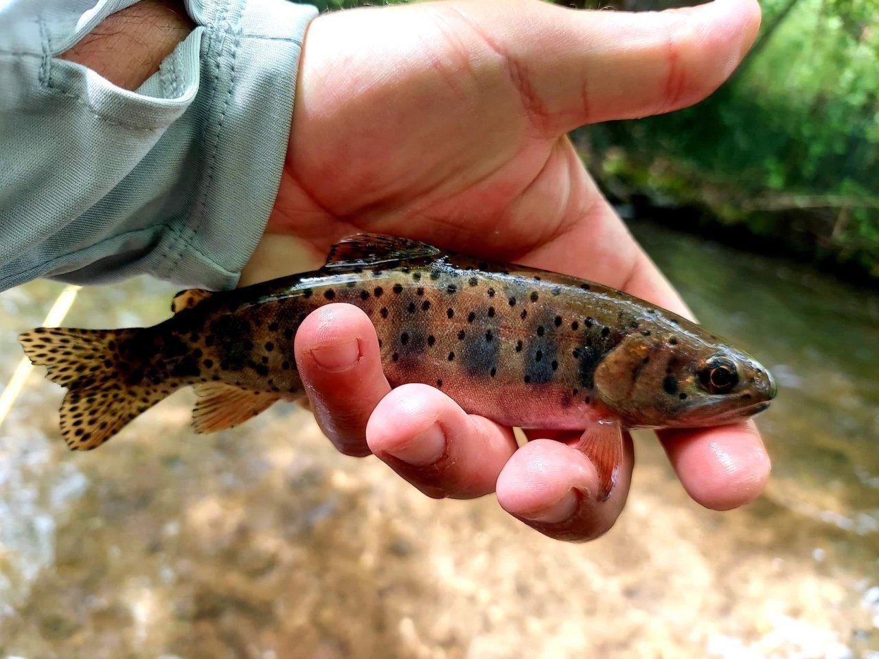 Wasatch Tenkara Rods